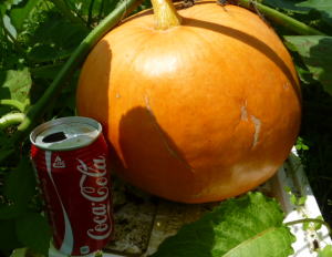 ジャンボかぼちゃ２